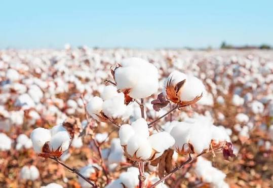 Why Cotton Always Wins