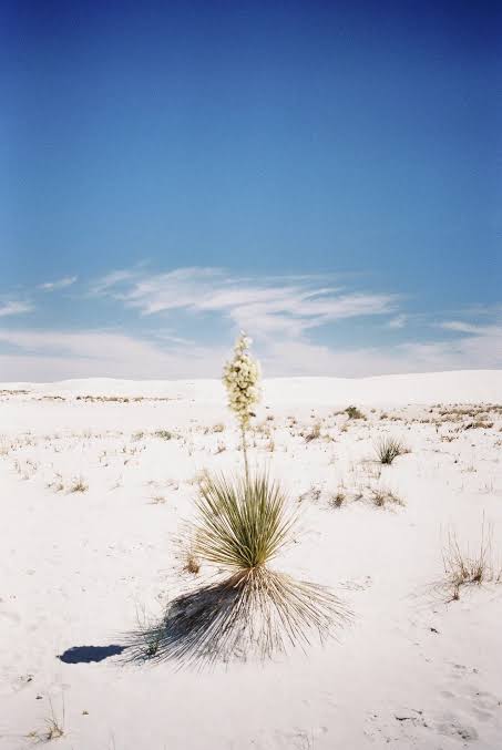 Desert Bloom